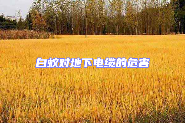 白蟻對(duì)地下電纜的危害