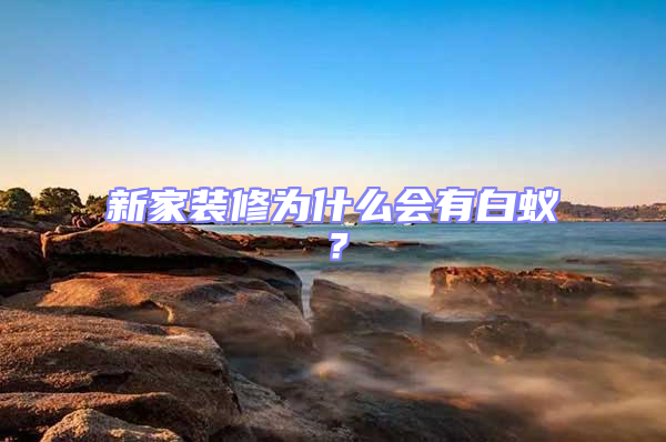 新家裝修為什么會有白蟻？