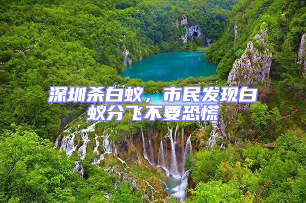 深圳殺白蟻，市民發(fā)現(xiàn)白蟻分飛不要恐慌