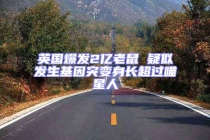 英國(guó)爆發(fā)2億老鼠 疑似發(fā)生基因突變身長(zhǎng)超過(guò)喵星人