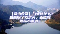 【殺蟲公司】白蟻吃什么？白蟻除了吃木頭，還能吃鋼筋水泥嗎？