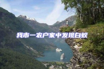 我市一農(nóng)戶家中發(fā)現(xiàn)白蟻