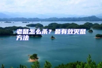 老鼠怎么殺？最有效滅鼠方法