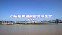 水培植物如何避免滋生蚊蟲？