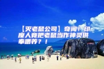 【滅老鼠公司】奇聞！印度人竟把老鼠當作神靈供奉喂養？！