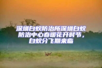 深圳白蟻防治所深圳白蟻防治中心春暖花開時節(jié)，白蟻分飛期來臨