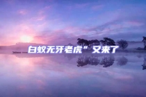 白蟻無牙老虎”又來了