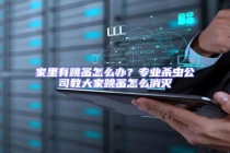 家里有跳蚤怎么辦？專業殺蟲公司教大家跳蚤怎么消滅