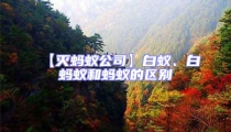 【滅螞蟻公司】白蟻、白螞蟻和螞蟻的區別