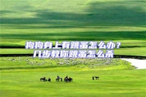 狗狗身上有跳蚤怎么辦？幾步教你跳蚤怎么殺