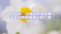 白蟻站：土棲白蟻是筑巢于土中的群體很大的一類白蟻