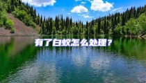 有了白蟻怎么處理？