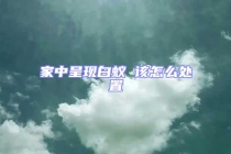 家中呈現白蟻 該怎么處置