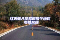 紅火蟻入侵我國多個地區 毒性及強