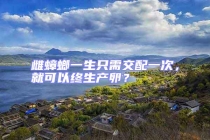 雌蟑螂一生只需交配一次，就可以終生產卵？