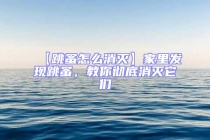 【跳蚤怎么消滅】家里發現跳蚤，教你徹底消滅它們