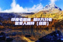 印度老鼠廟 超2萬(wàn)只老鼠受人朝拜（組圖）