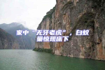 家中“無牙老虎”，白蟻巢驚現床下