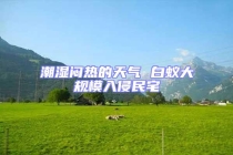 潮濕悶熱的天氣 白蟻大規模入侵民宅