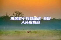 市民家中白蟻肆虐 看得人頭皮發(fā)麻