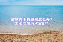 貓咪身上有跳蚤怎么辦？怎么徹底消滅它們？