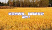 老鼠危害多，如何能有效殺滅？