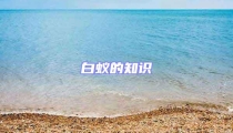 白蟻的知識