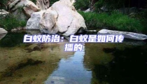 白蟻防治：白蟻是如何傳播的