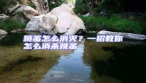 跳蚤怎么消滅？一招教你怎么消殺跳蚤
